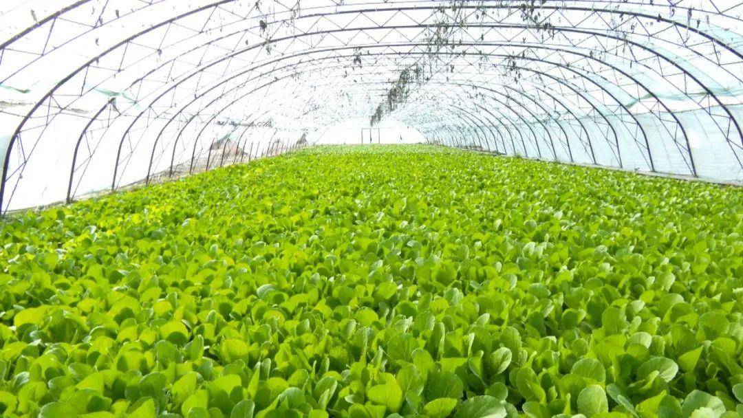 八十六团大棚蔬菜抢"鲜"上市_种植户_白菜_建设