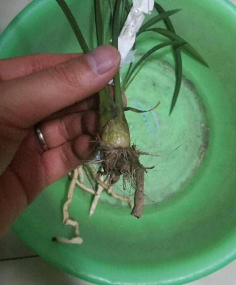 兰花烂根与再生,让兰花出现第二春_根系_君子_病人