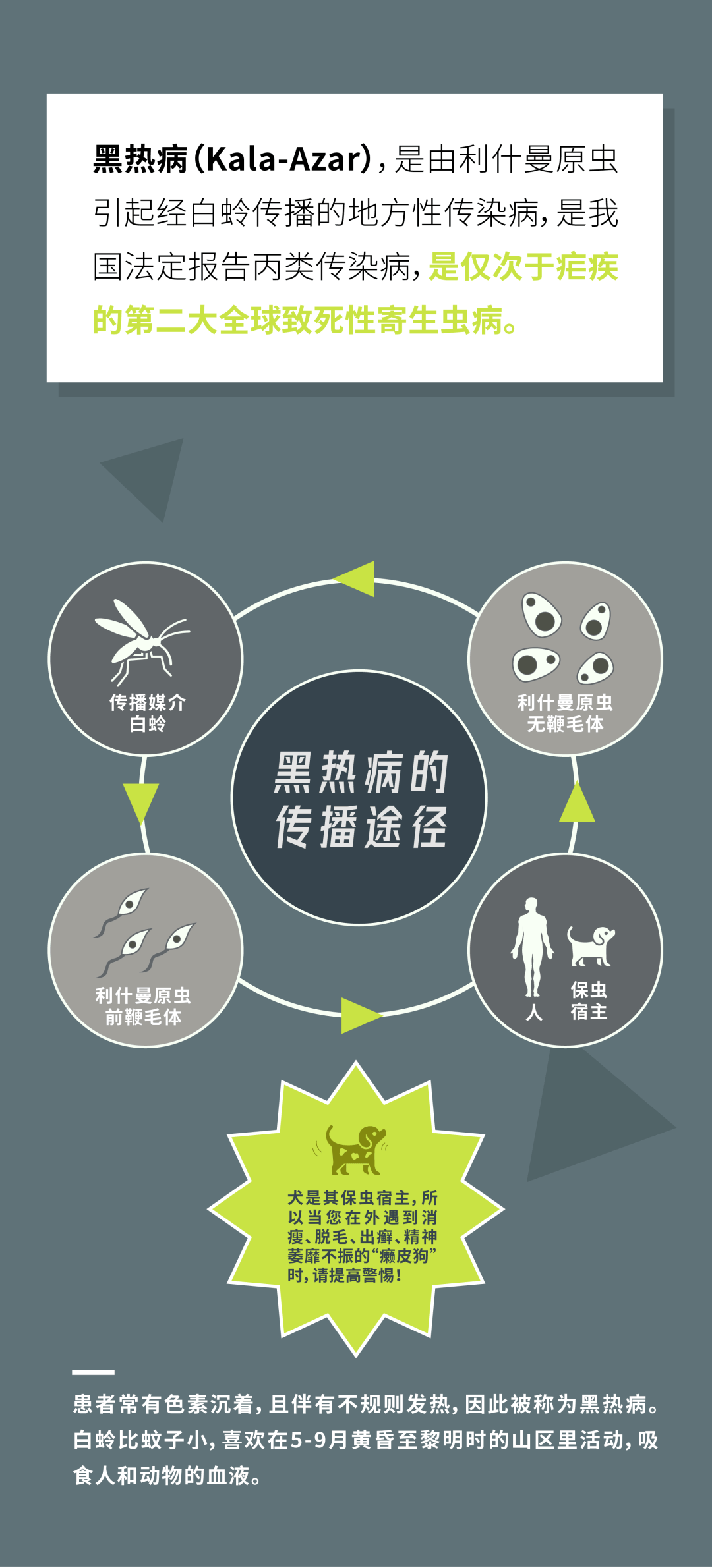 夏季防"白蛉"勿懈怠,远离"癞皮狗"保健康 ——朝阳疾控图文解说常见