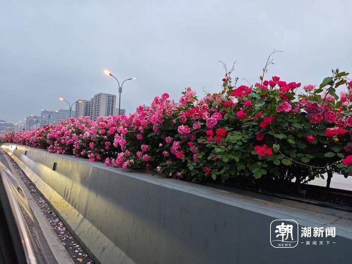 杭城鲜花高架如期而至!带你认识浪漫花路背后的养花人