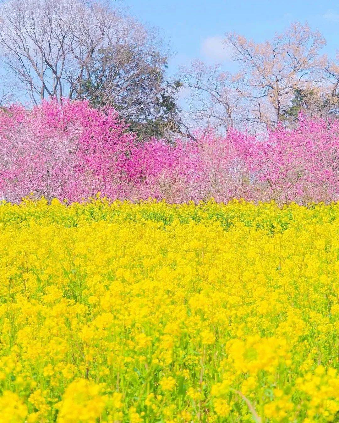 花丛绽放似音符,花树摇曳如起舞