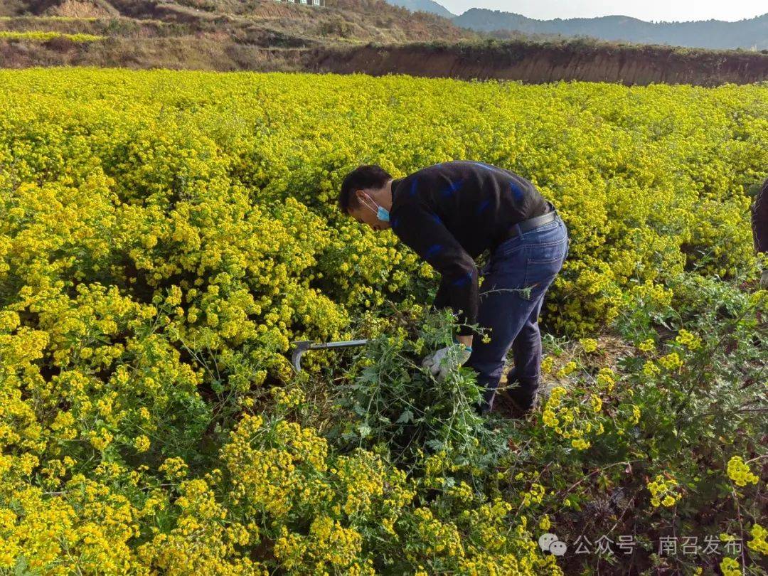 南召县:中药材产业"钱"途光明_种植_野菊花_马市坪乡