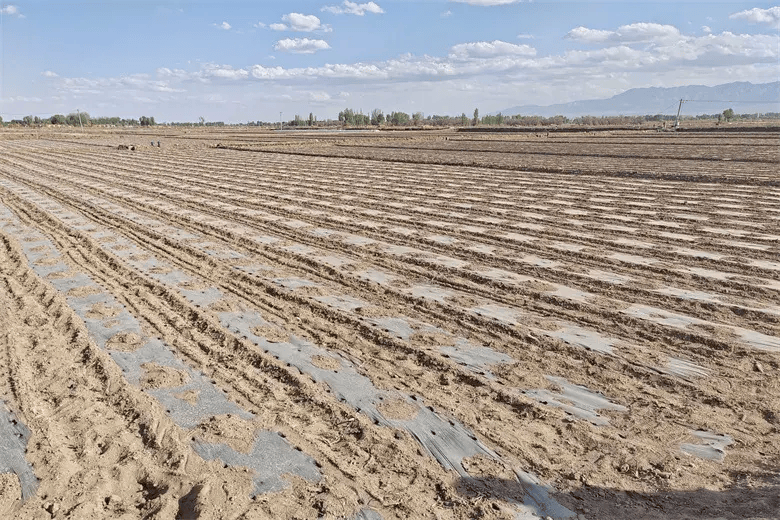 【"三抓三促"行动进行时】高台县合黎镇:玉米制种成为群众增收的"金色