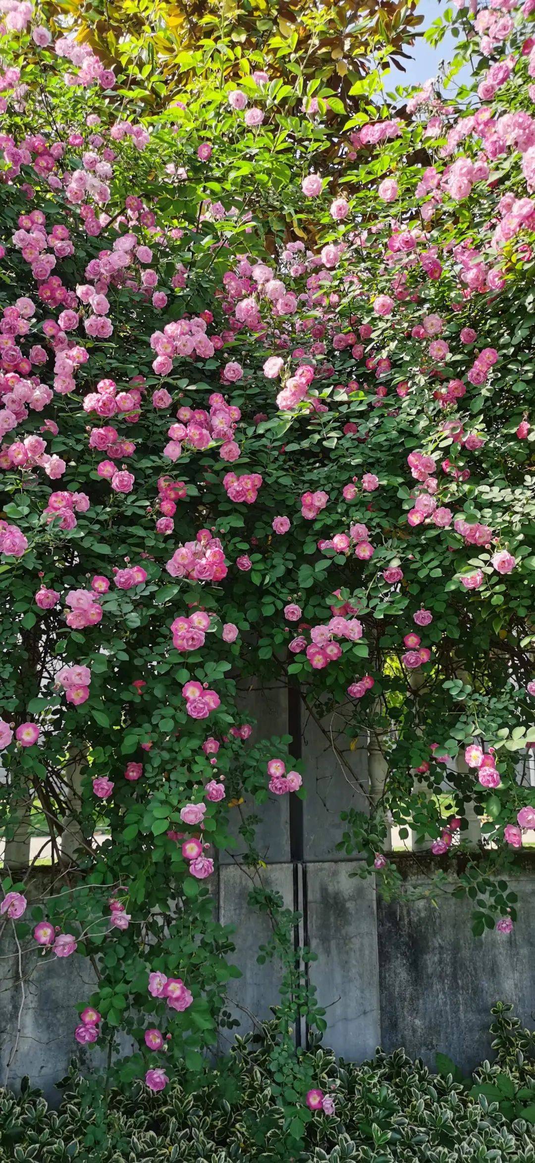 蔷薇花上线,浪漫满分~ 一起去打卡