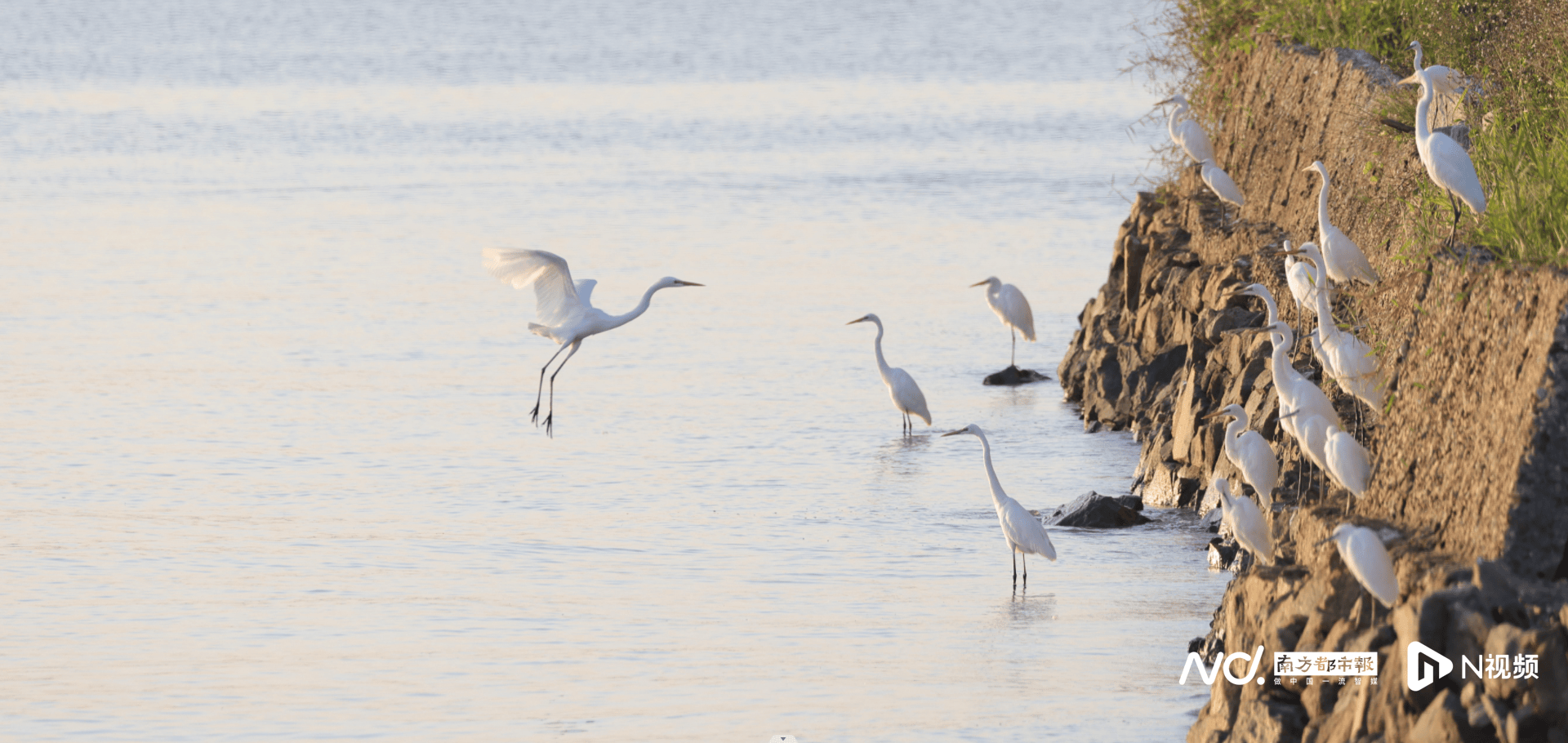 67东莞滨海湾,好"野"!