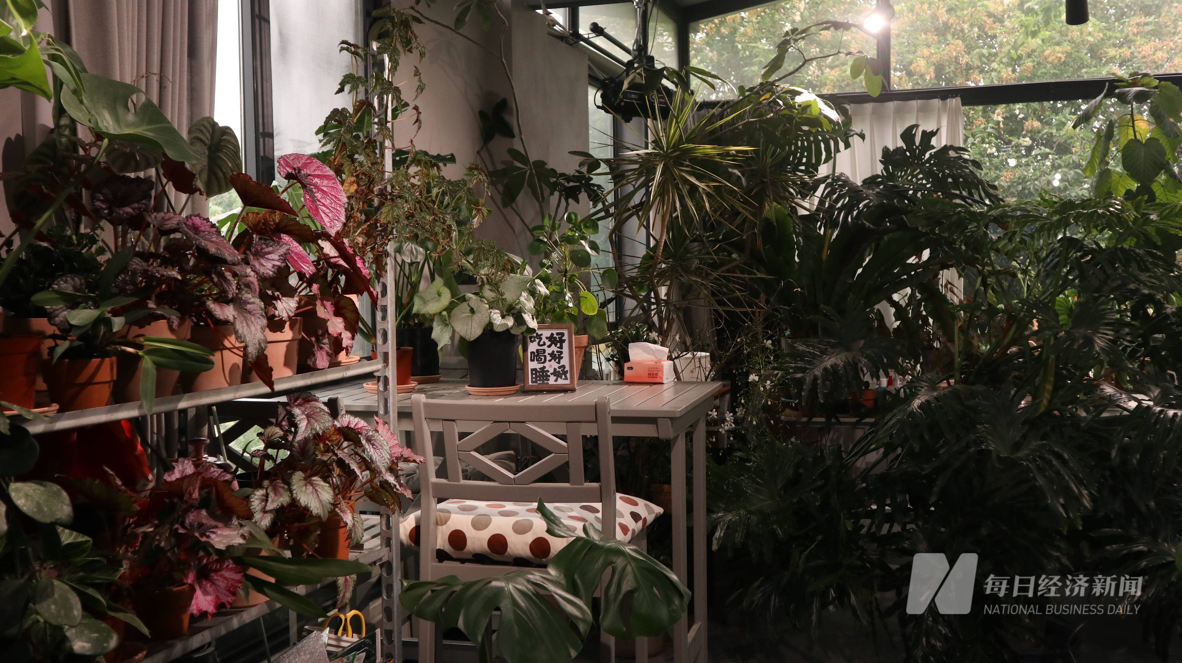 从花店到花园,看成都"园艺人"如何演绎春日浪漫