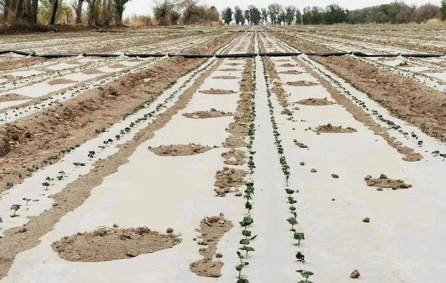 南疆棉花滴水出苗容易出现的问题