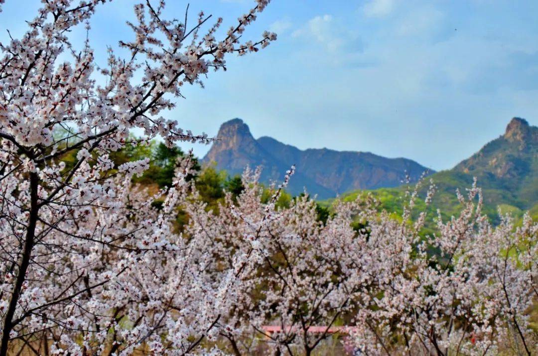 活动预告 | 喇叭沟门赏杜鹃