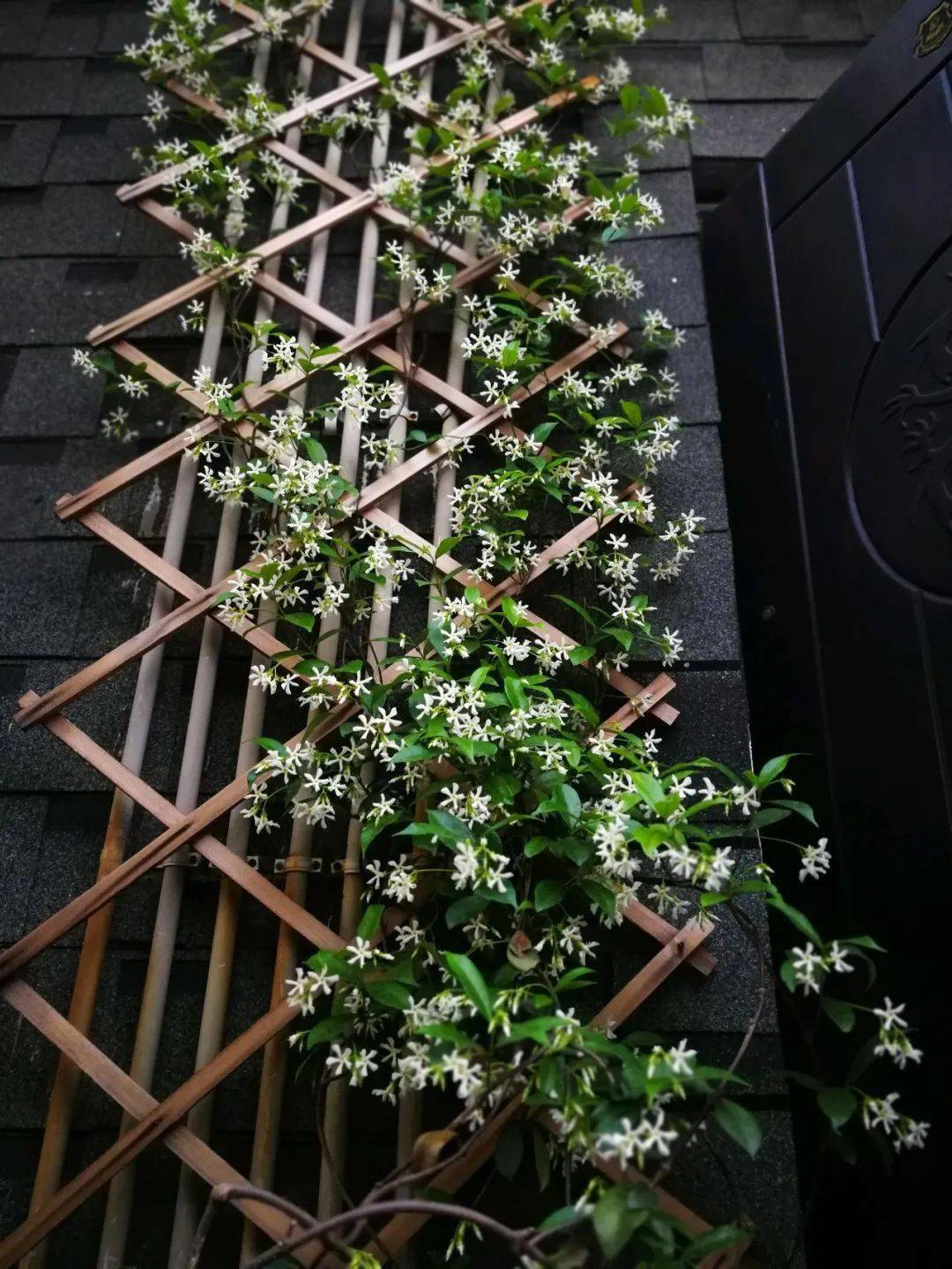 这些多彩藤蔓植物,随便一株就能爬满墙头,美翻十里八村!