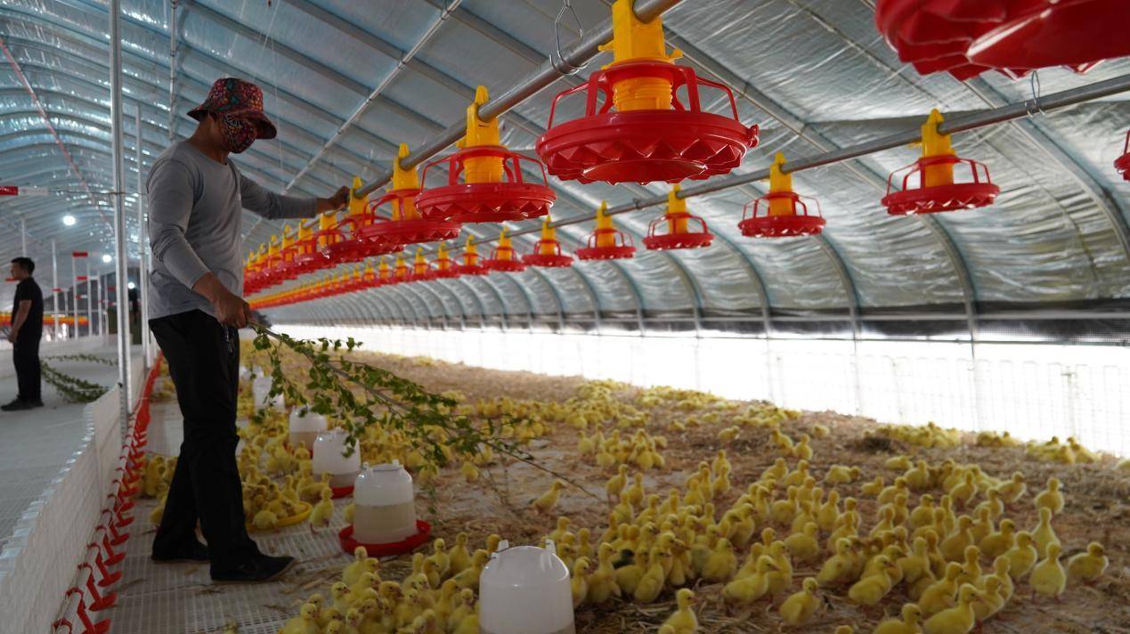 横山引来扬州鹅 生态养殖促增收