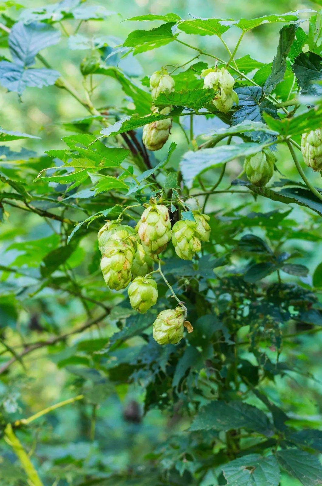 这些多彩藤蔓植物