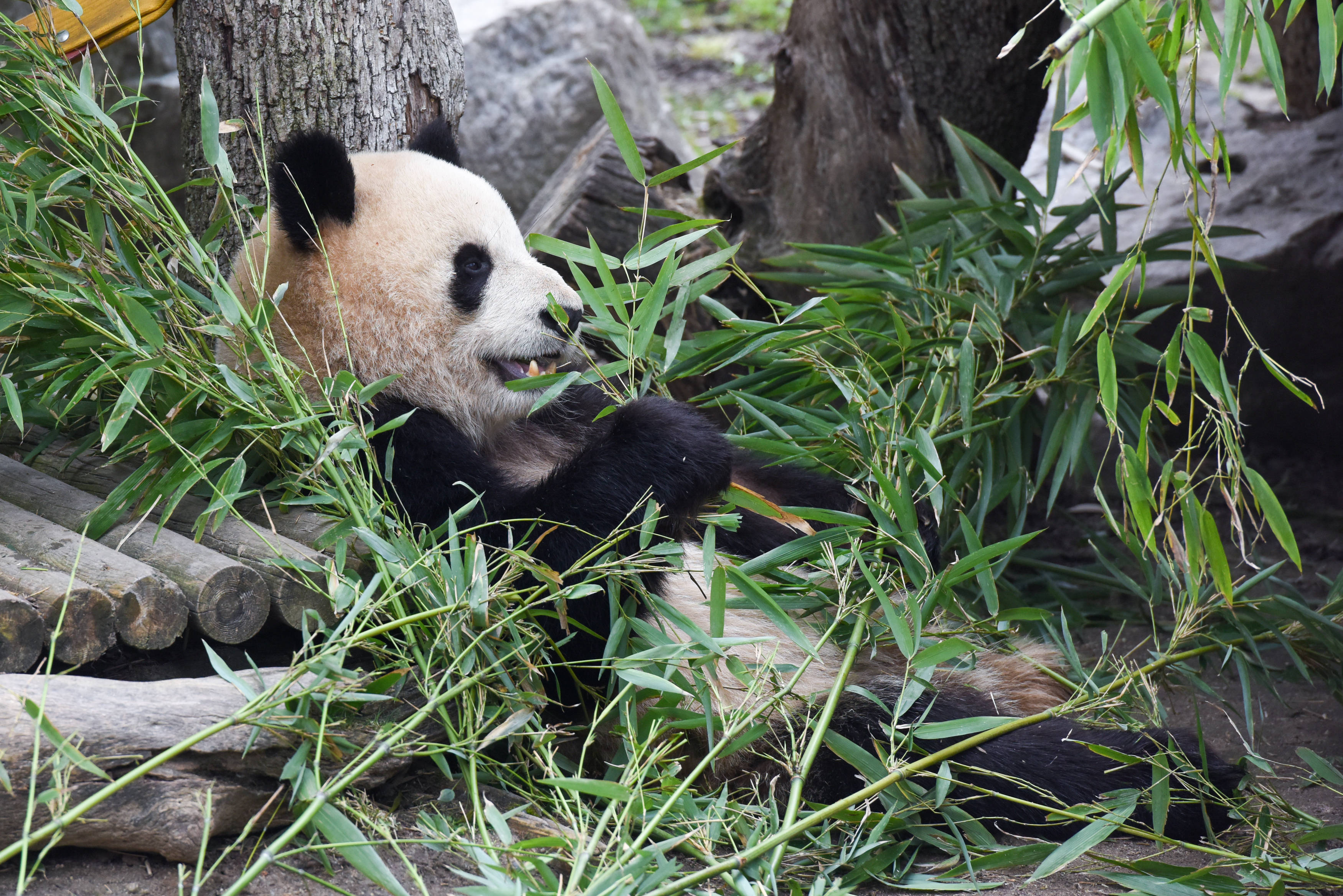 大熊猫“金喜”“茱萸”将于29日启程前往西班牙