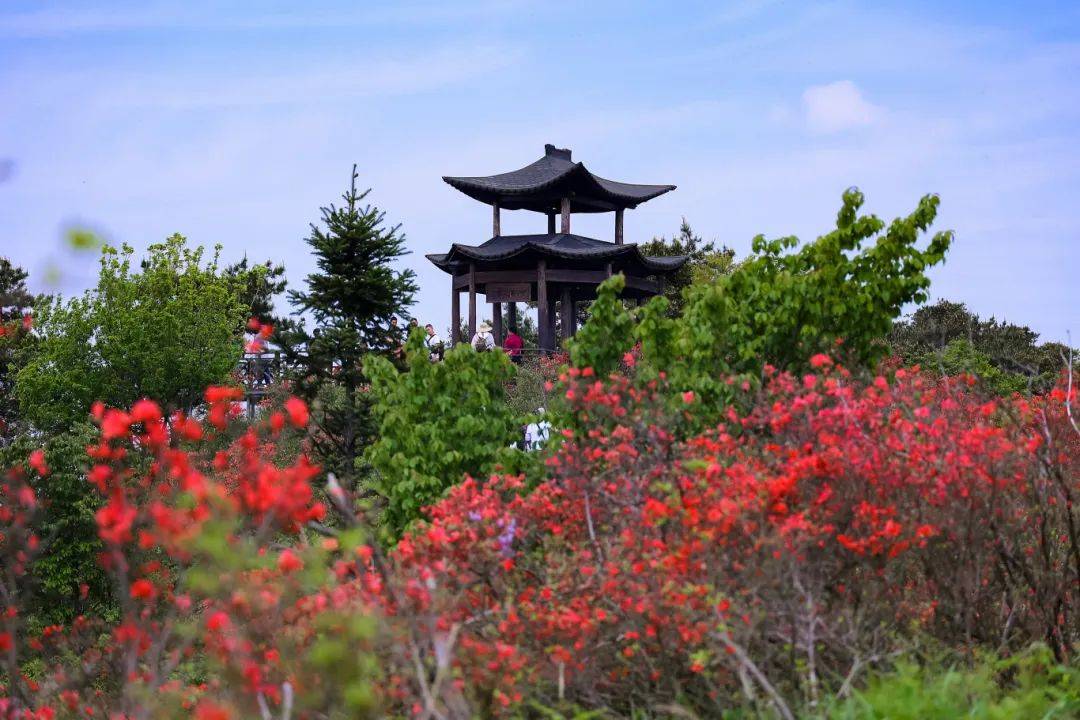 为壮观红似霞,粉如蝶万亩杜鹃盛放成景盘峰乡浙中杜鹃谷眼下杜鹃花海