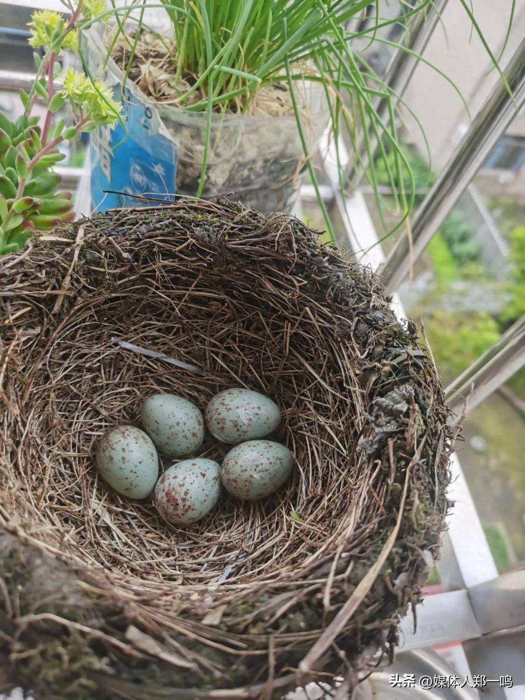 八哥筑巢孵化忙,飞入石首百姓家
