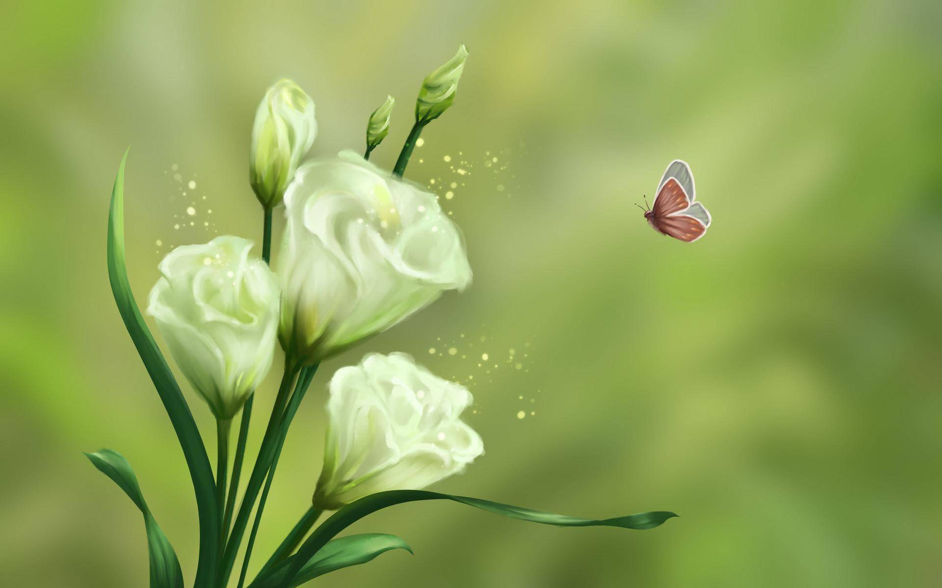 壁纸 花 桌面 1920_1200