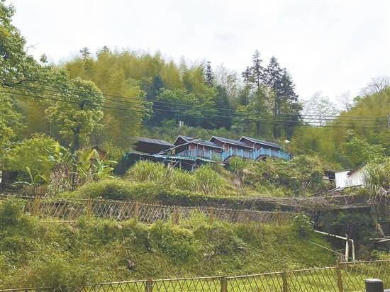 【惠州文脉·创想】南昆山毛茶:群众增收"金叶子",茶旅融合促发展