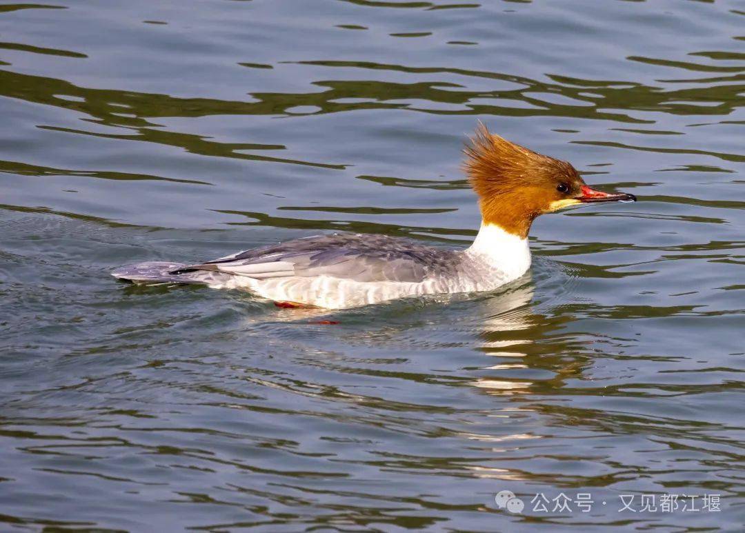 都江堰,珍稀水鸟栖息的乐园