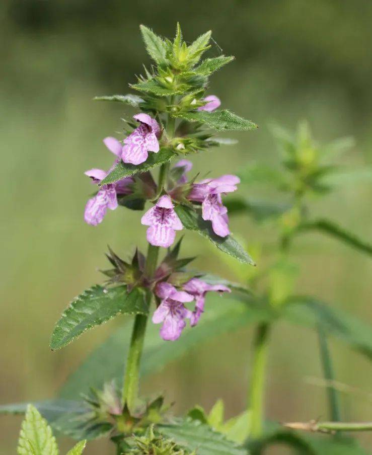 中医话中药之"水苏"