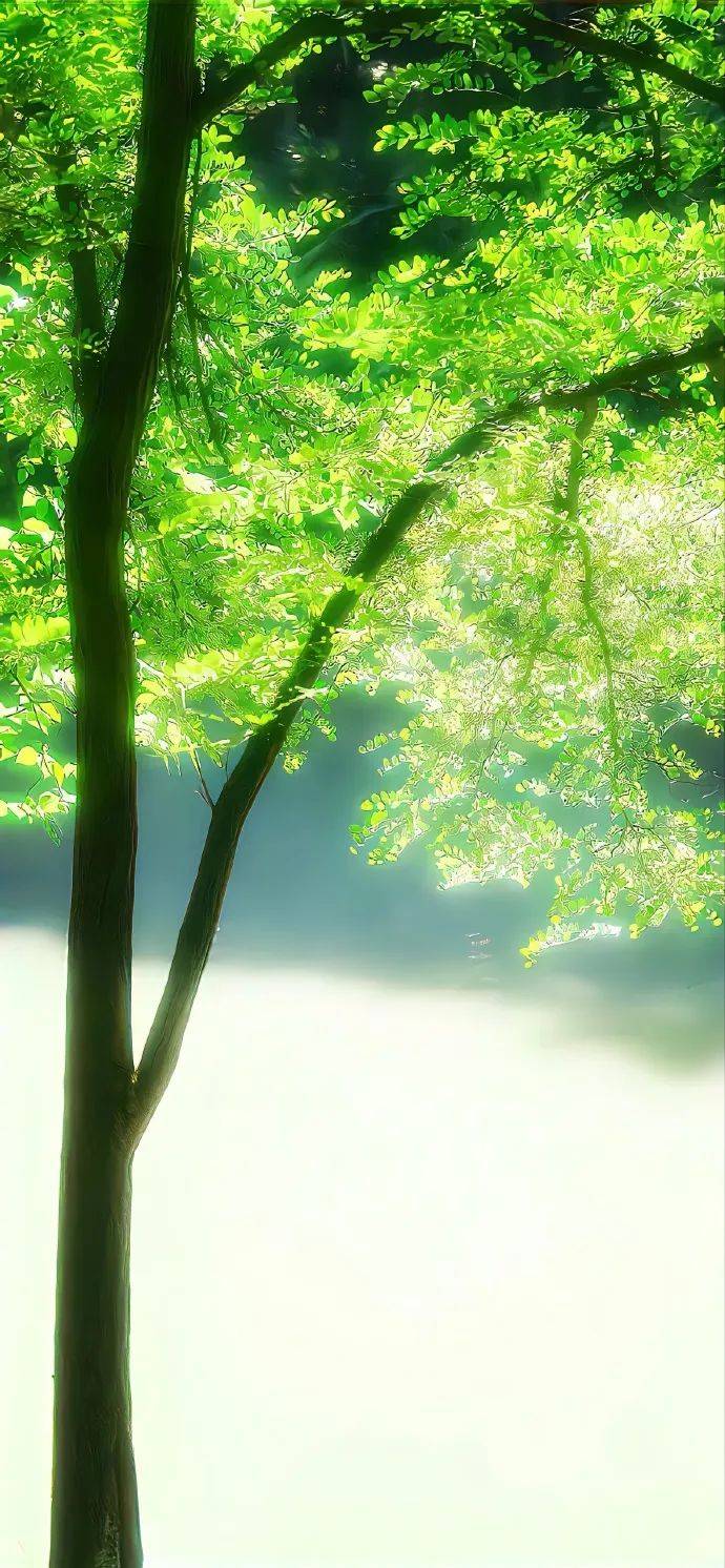 壁纸 风景 植物 桌面 690_1492 竖版 竖屏 手机