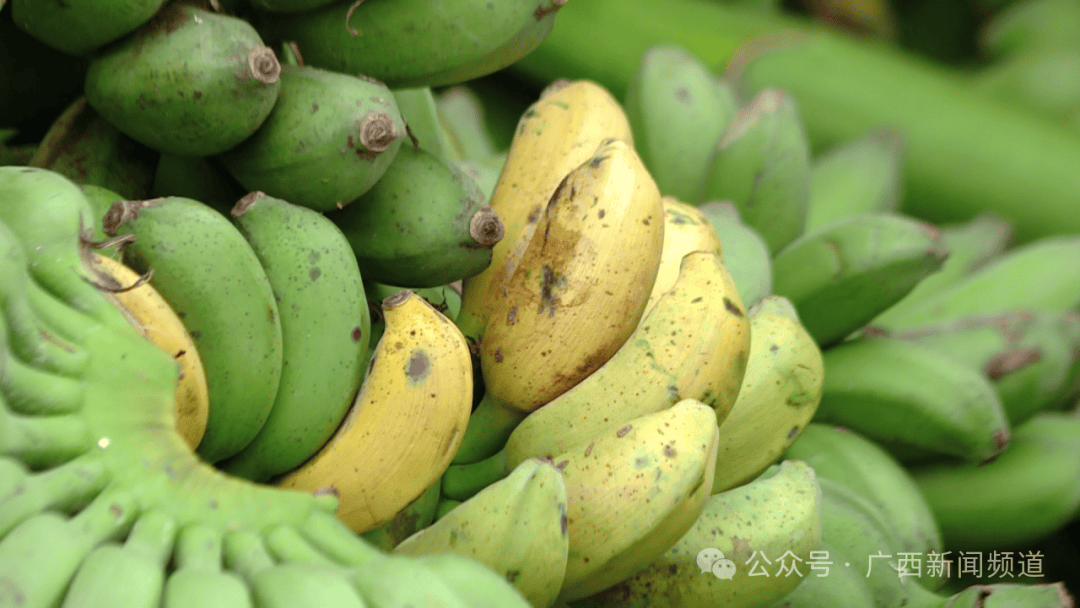 "鲜切香蕉枝"竟成新网红?日售超10万斤,广西有商家忙得不亦乐乎