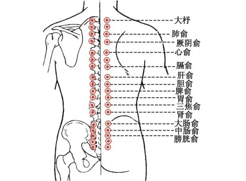 背部刮痧位置示意图图片