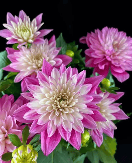 告诉你小丽花的养殖要点及养护方法,把阳台打造成一片小花海!