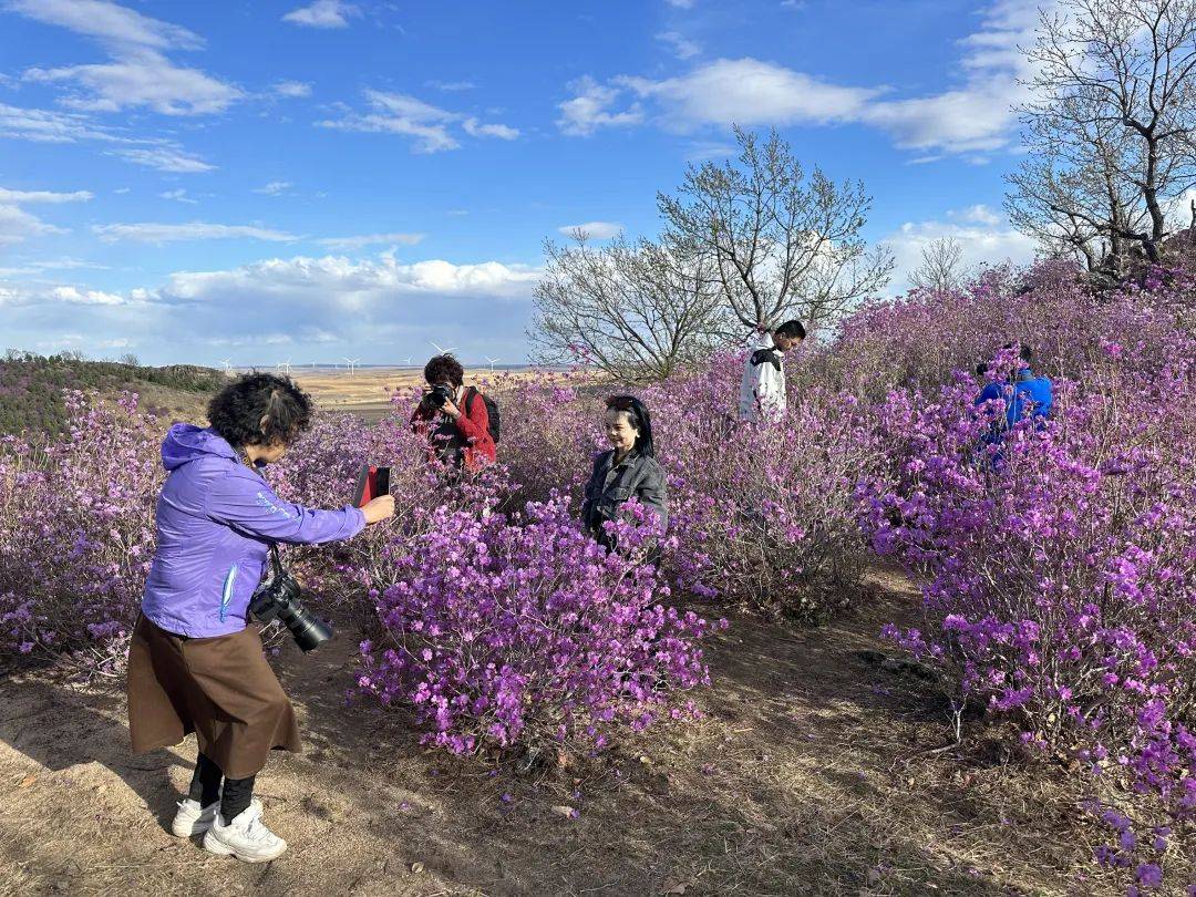 五一小长假 杜鹃花开惹人醉 摄影爱好者用镜头定格扎兰屯"醉"美五月天