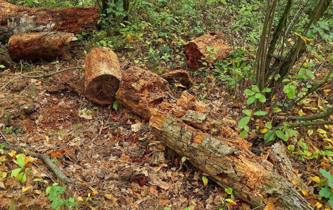 《古籀篇》卷四十二:"盖人谓腐㱙,木谓腐朽