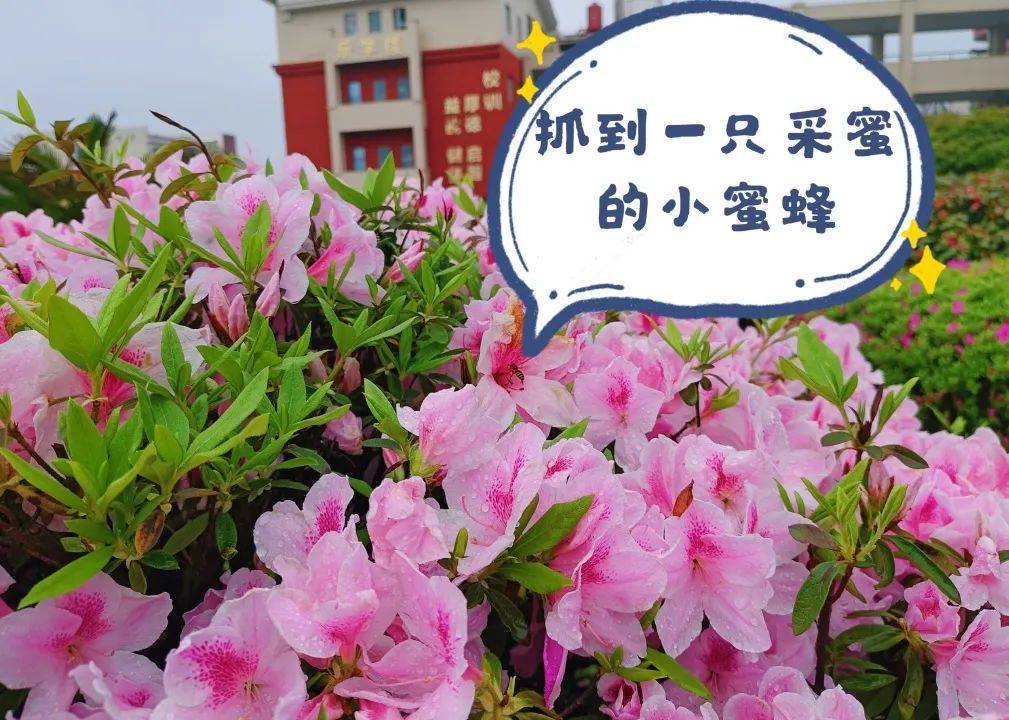 望城校园“校花”大赏！你PICK哪一个？-长沙励烽教育集团望城新校区地址