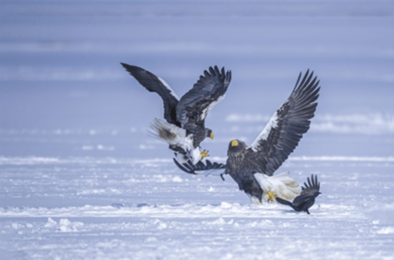 候鸟为珲春衔来"一片金"