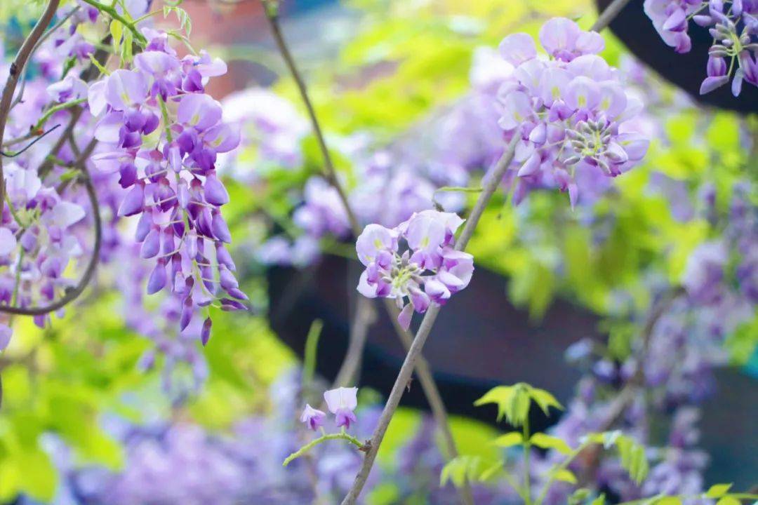 望城校园“校花”大赏！你PICK哪一个？-长沙励烽教育集团望城新校区地址