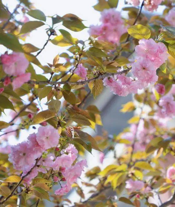 望城校园“校花”大赏！你PICK哪一个？-长沙励烽教育集团望城新校区地址