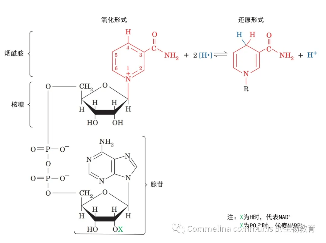 高能磷酸键图片