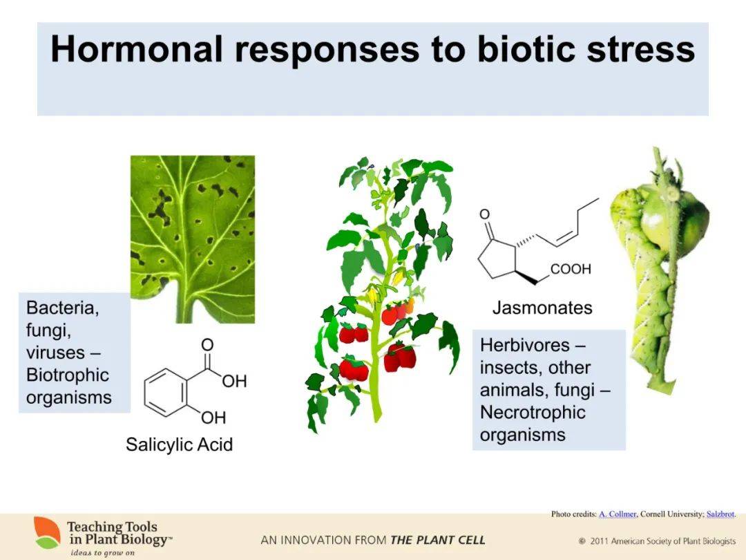 下载地址:http://www.plantcell.org/content/22/3/tpc.110.