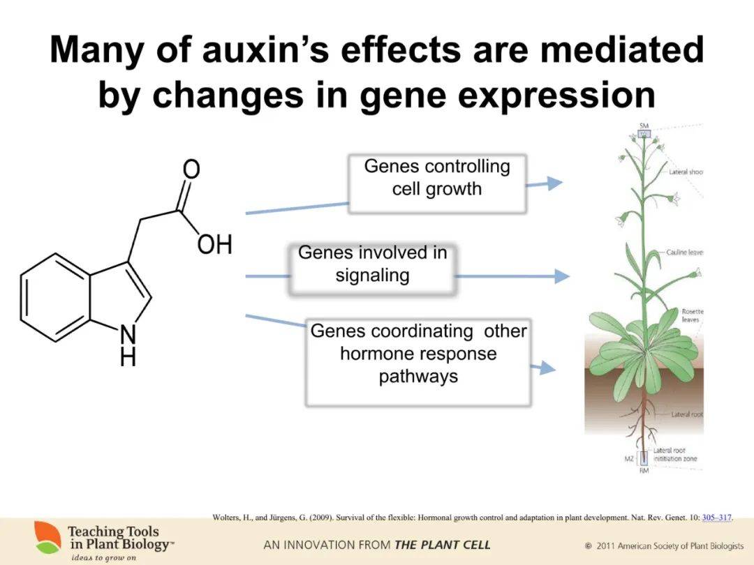 下载地址:http://www.plantcell.org/content/22/3/tpc.110.
