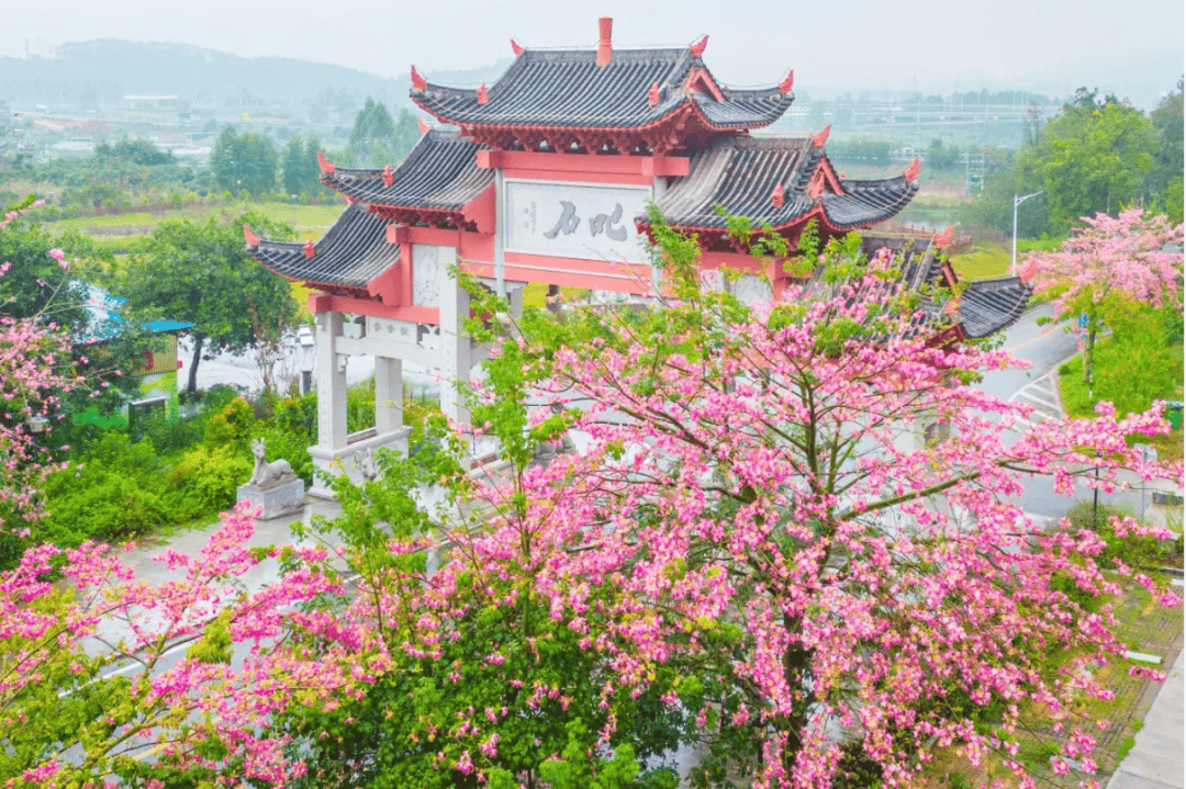 的绿意让人心旷神怡是江门有名的城市绿肺江海区的白水带风景区春日