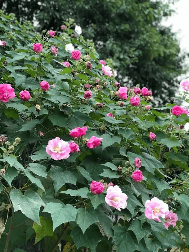 芙蓉树药用图片