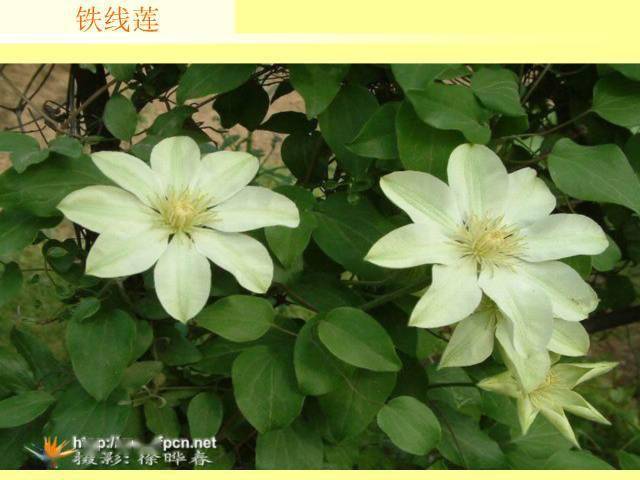 常用木质藤本植物资料集