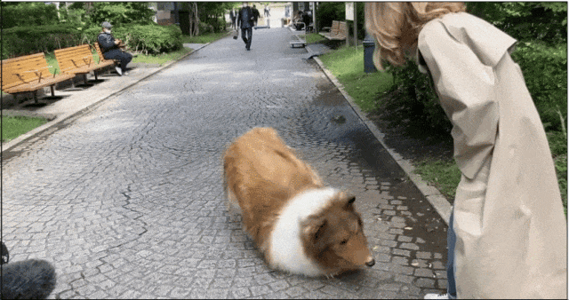 日本男子花200万变成狗,最新哈士奇造型炸裂!张嘴摇尾巴巨逼真.