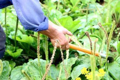 抱团发展"思路,在清华,沙土,螺蛳山,雷公,万宝等村连片种植车前草5800
