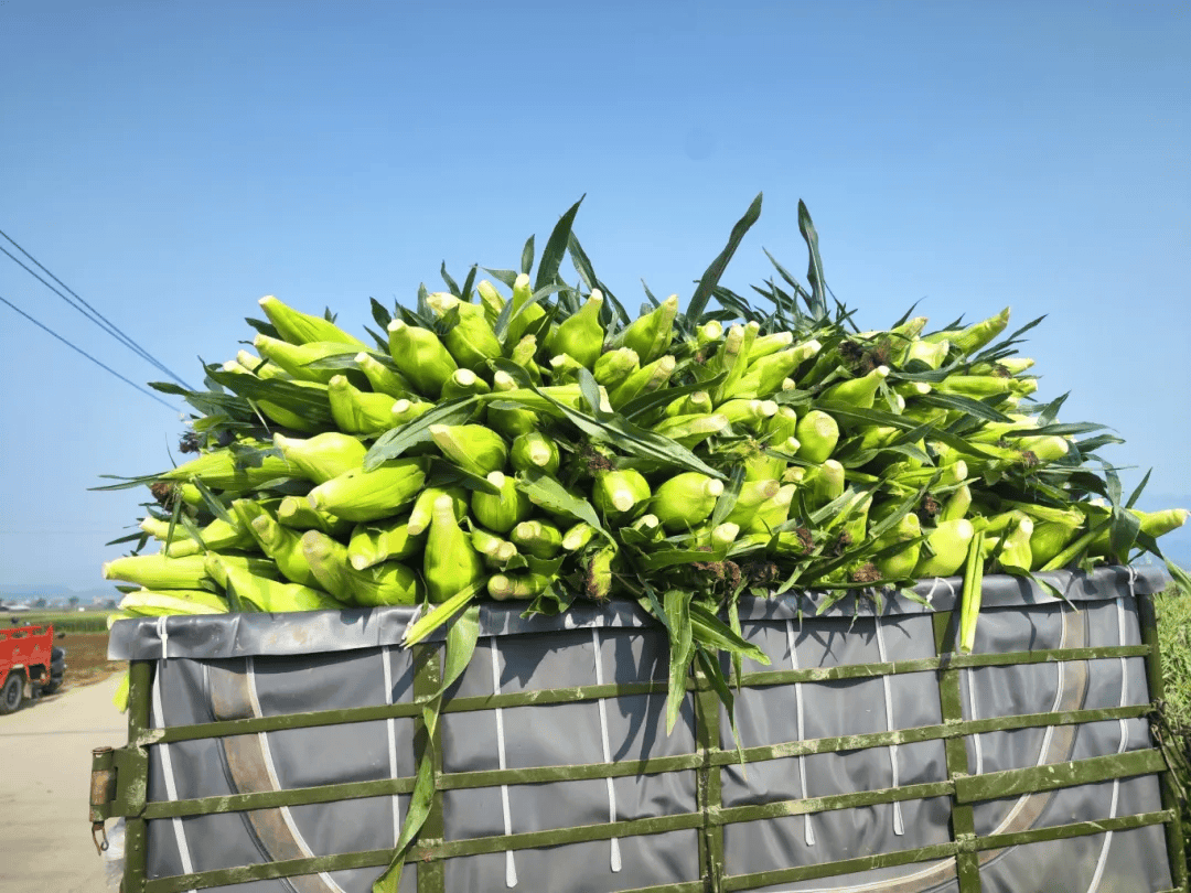 芒市遮放镇万亩鲜食玉米丰收啦!