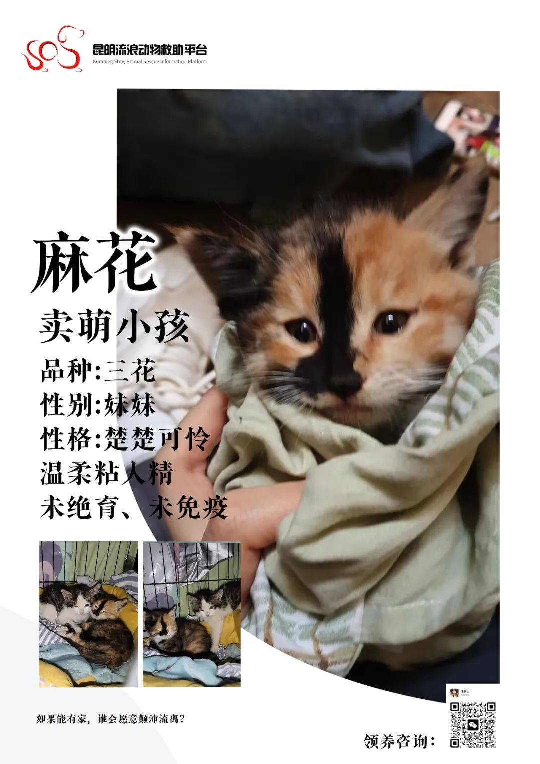 【猫咪领养】小猫档案速览