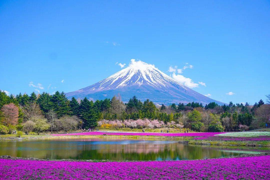 樱花一样出现在你我的梦中就变幻成世界上最美丽的花海富士山下的芝樱