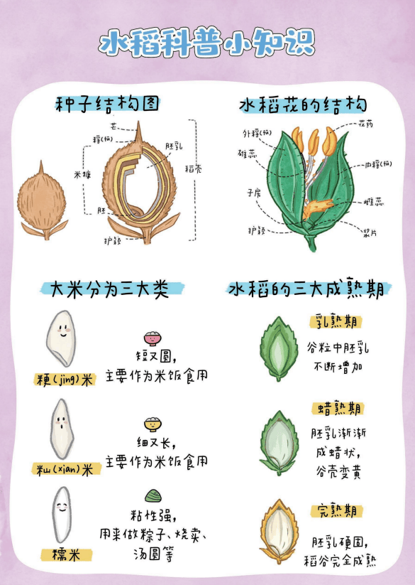 水稻胚的结构图图片