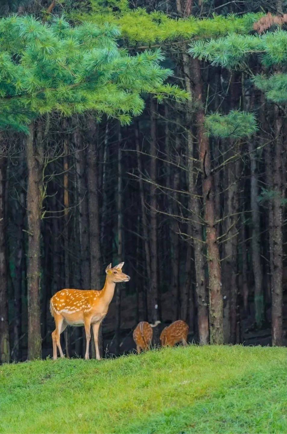 新线爆款抢先玩|22℃"森林之城"伊春,探秘小兴安岭,媲美瑞士风光,全新