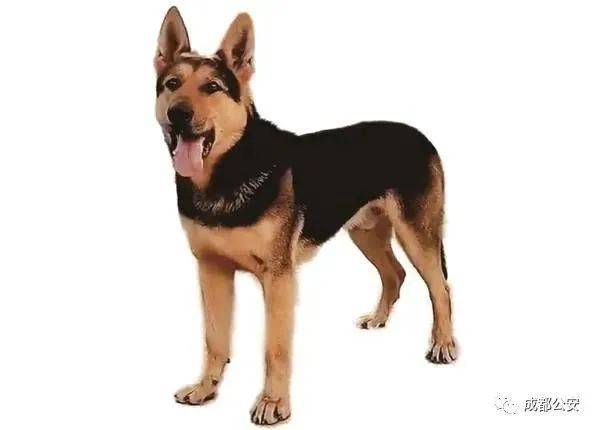 中华田园犬chineseruraldog(犬肩高超过50cm的)23.