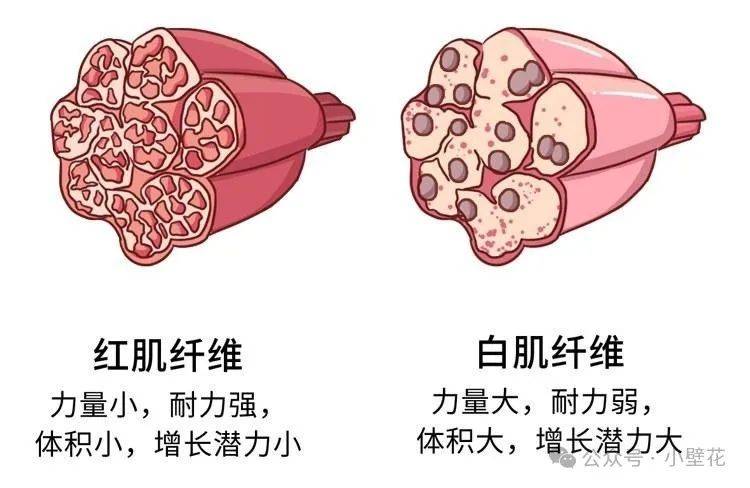 体态被破坏的底层逻辑