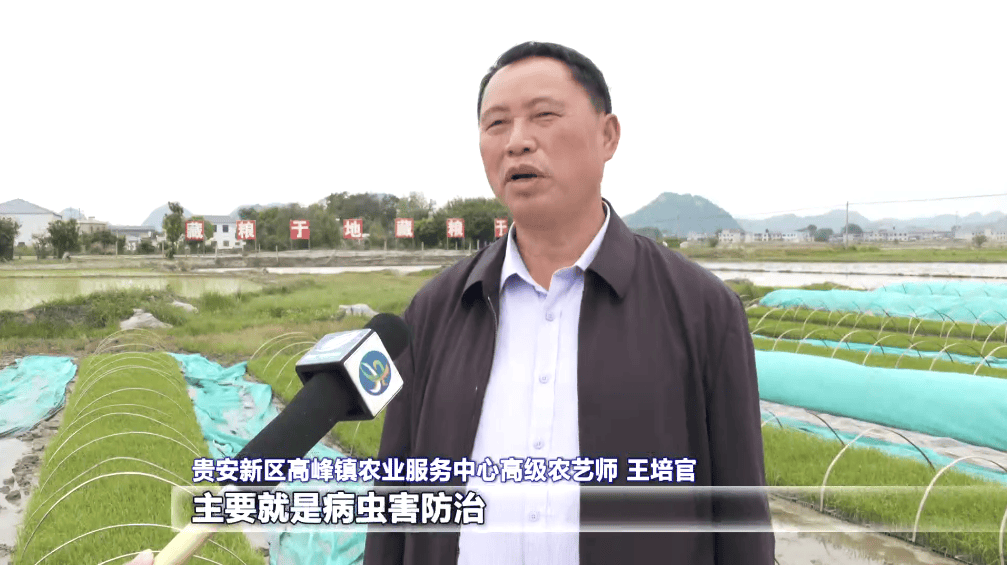 贵安新区高峰镇农业服务中心高级农艺师 王培官:下一步工作就是开展