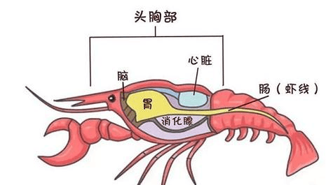 虾的构造图 器官图片