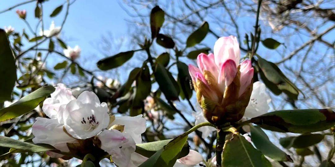 秦岭杜鹃花图片